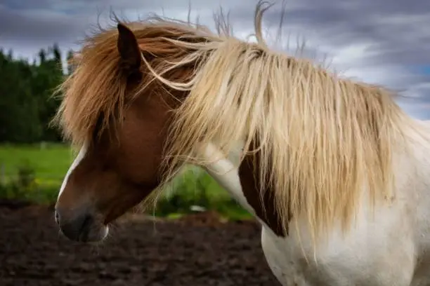 Profile photo of an Icelandic horse with wind blown mane and moody sky