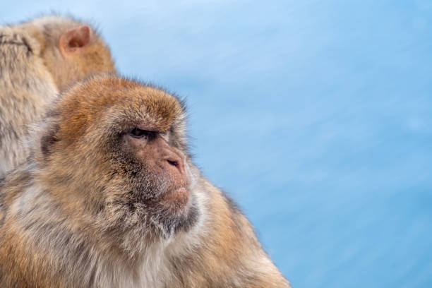 macacos de berbería en el peñón de gibraltar - beauty in nature day animal monkey fotografías e imágenes de stock