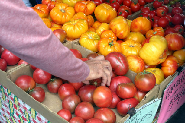 istock Hand selecting fresh tomatoes at Farmer's Market 1051299472