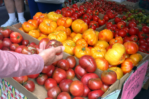 istock Hand selecting fresh tomatoes at Farmer's Market 1051299528