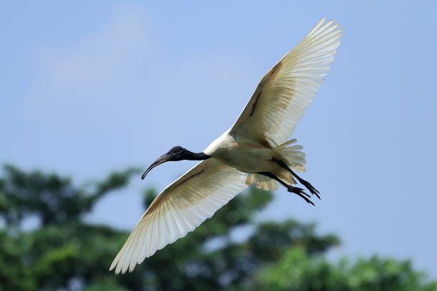 istock australian ibis, bird, wildlife photography 1051299554