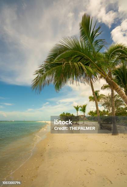 Naples Beach Palms Stock Photo - Download Image Now - Naples - Florida, Beach, Florida - US State