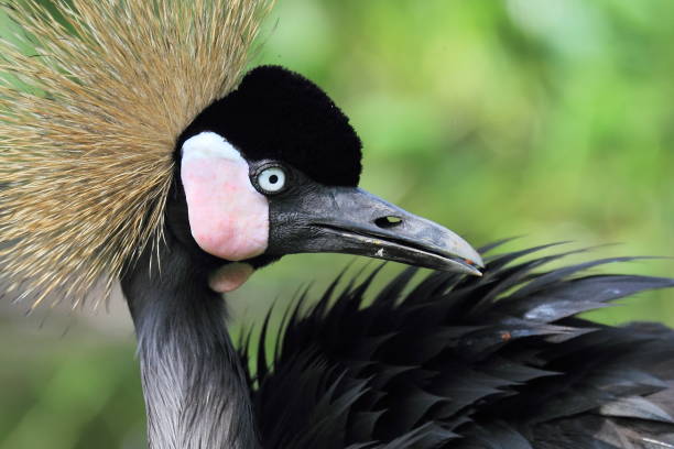 istock grey crowned crane, bird, wildlife photography 1051304294