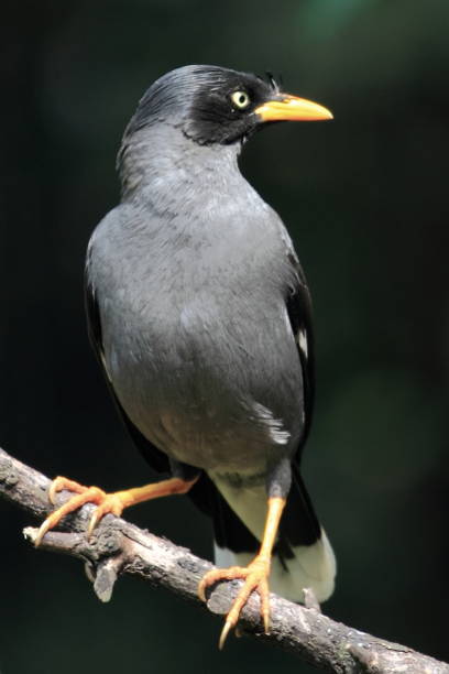 istock Javan myna, bird, wildlife photography 1051304986