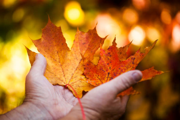 istock Adult man hands autumn leafs 1051307616