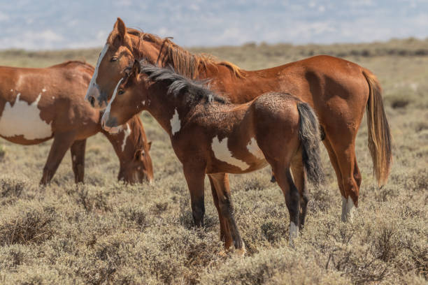 istock Wild Horse Mare and Foal 1051308576