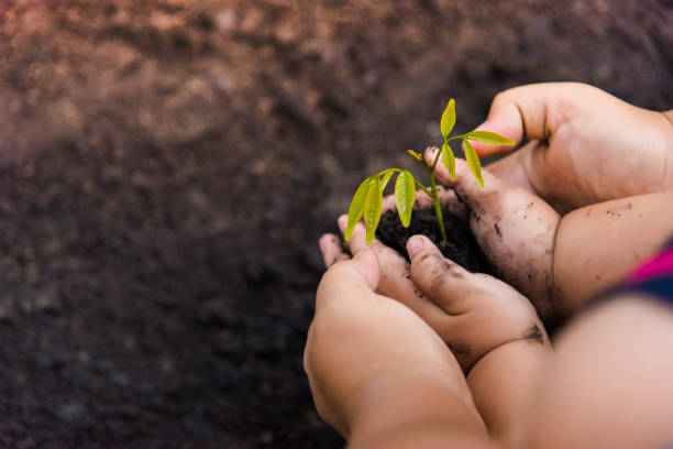 istock Trees with money, saving money and growing hands. 1051309270
