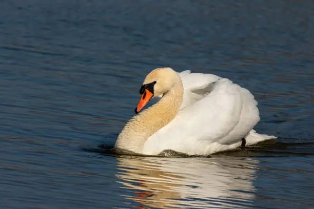 Beautiful male mute swan (Cygnus olor) is swimming in a lake.
