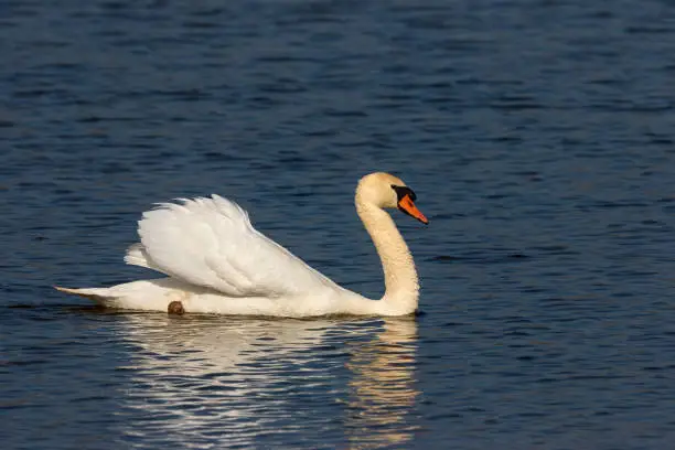 Beautiful male mute swan (Cygnus olor) is swimming in a lake.