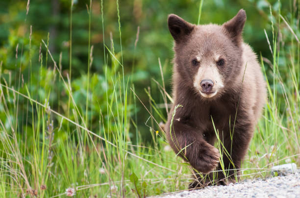 Black bear cub stock photo