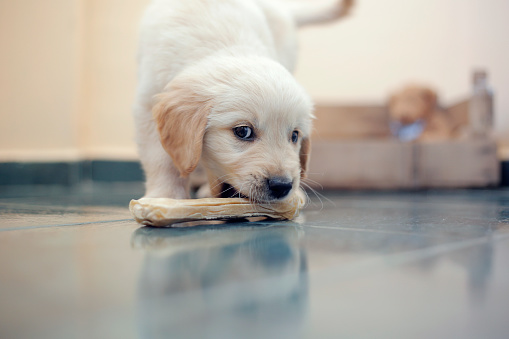 golden retriever chewing a bone