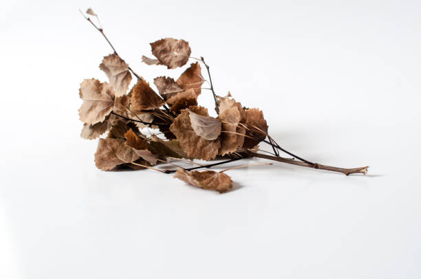 istock Autumn dried branch with dried leaves 1051322434
