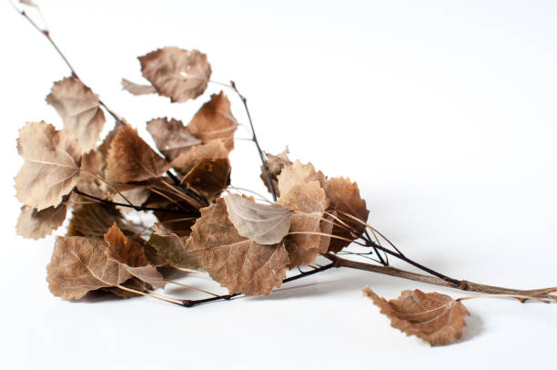 istock Autumn dried branch with dried leaves 1051322436