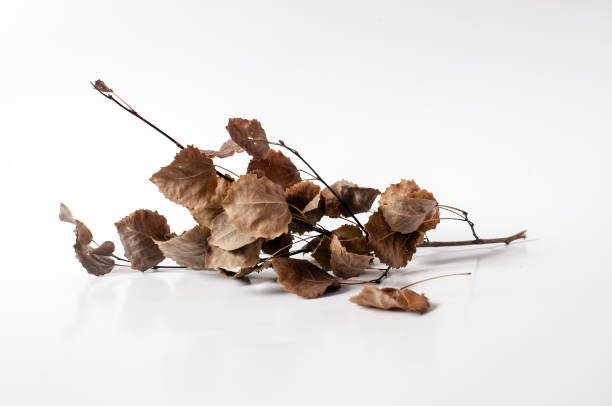 istock Autumn dried branch with dried leaves 1051322452