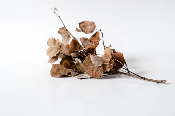 Autumn branch with dried leaves lying on white background. Dried tree twig with leaves.