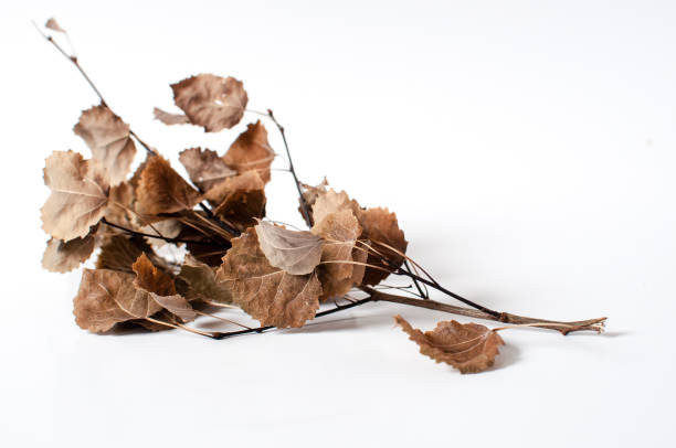 istock Autumn dried branch with dried leaves 1051322556