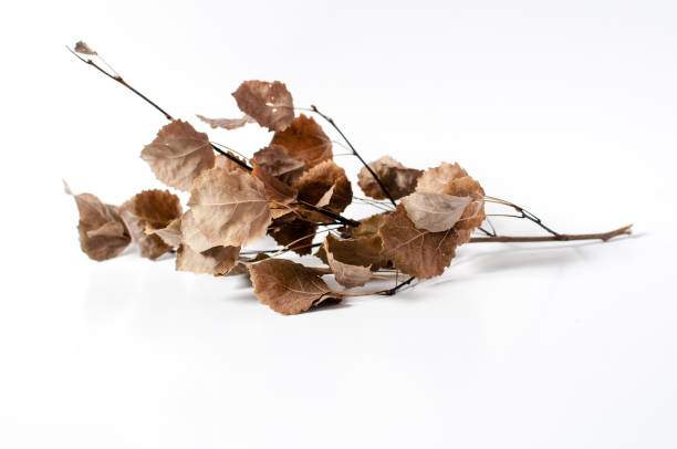 istock Autumn dried branch with dried leaves 1051322582