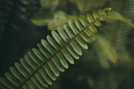Green fern leaves. Close up view of natural fern leaf background and texture for design. Nature concept.