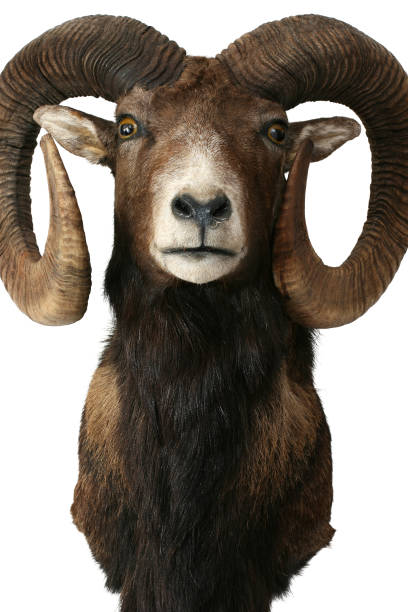 istock moufflon hunting trophy taxidermy objects 1051325104
