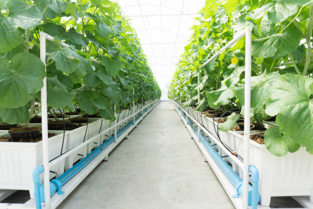 istock Young melon tree supported by rope in greenhouse with hydroponics melon farm system 1051328090