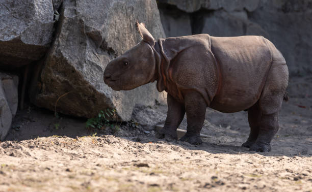 istock Baby Rhinoceros (rhinocerotidae) 1051335948