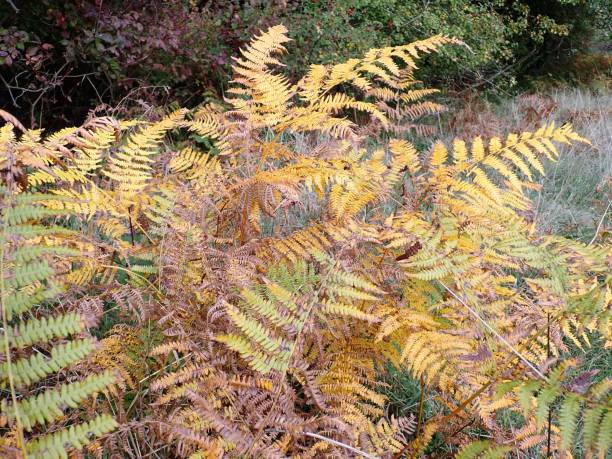 istock Bracken fern in autumn 1051338858