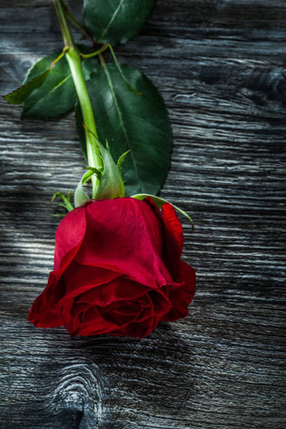 istock Red rose on wooden board 1051340496