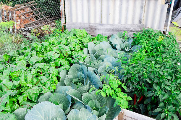 istock fresh kitchen garden cabbage the summer day 1051341702
