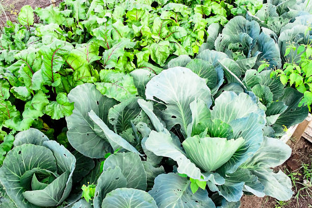 istock fresh kitchen garden cabbage the summer day 1051341708