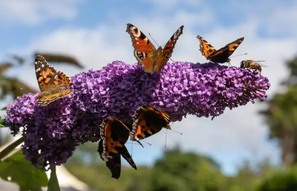 Painted Lady, Tortoiseshell & Peacock Butterflies, plus a honey bee, taking full advantage of some early September sunshine on a Buddleia Flower. Kenmare, Co. Cork (03/09/18)