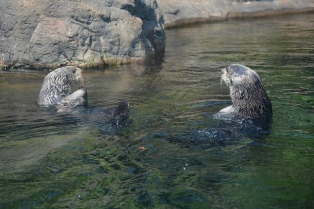 istock Sea Otter Interaction - Oregon Aquarium 1051346376