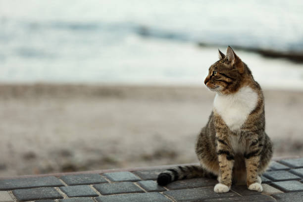 Funny grey cat on the beach against the sea. Selective focus.