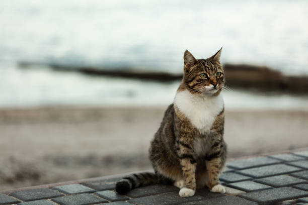 Funny grey cat on the beach against the sea. Selective focus.