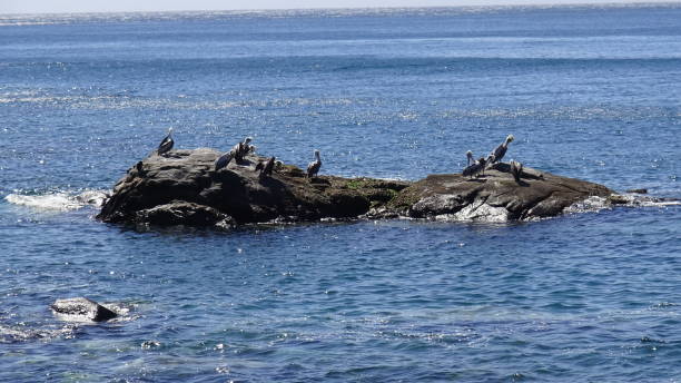 istock Pelicans at a rocky beach 1051351828