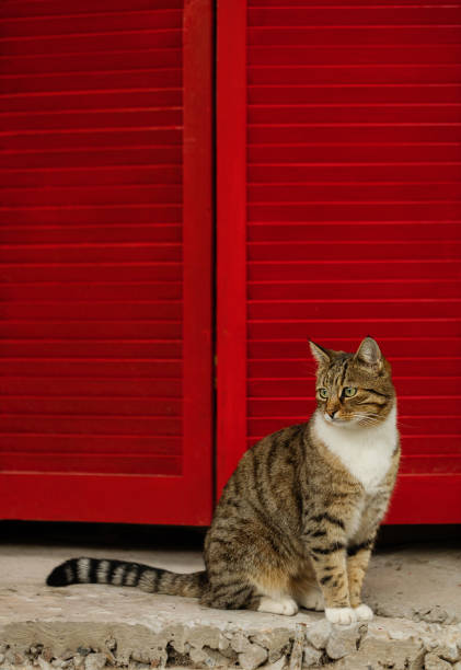 istock Beautiful sad cat on a background of red shutters. 1051351950