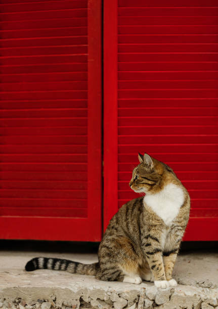 istock Beautiful sad cat on a background of red shutters. 1051351952