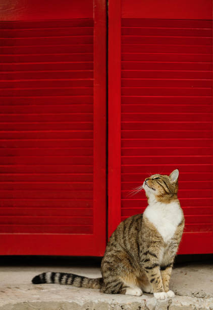 istock Beautiful sad cat on a background of red shutters. 1051351962