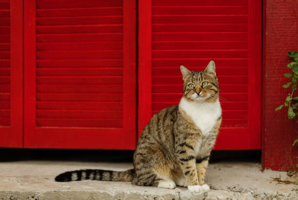 istock Beautiful sad cat on a background of red shutters. 1051351976
