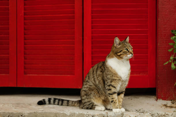 istock Beautiful sad cat on a background of red shutters. 1051351988