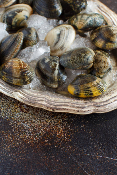 istock Metal tray with raw fresh vongole clams 1051352222