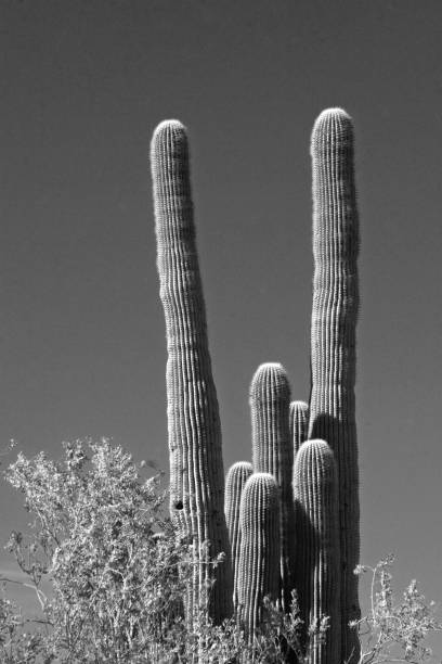 istock Black and white Saguaro Cactus family 1051355288