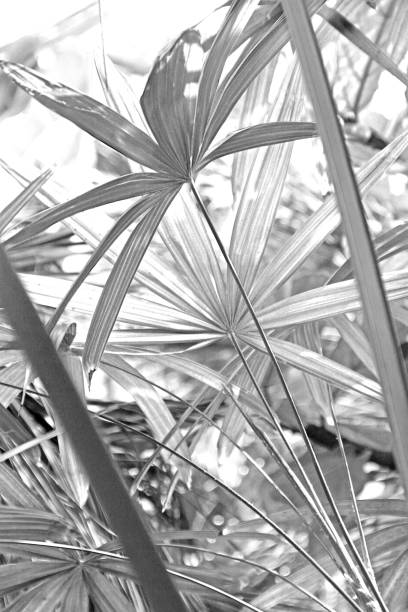 istock BLack and white delicate tropical plants leaves stems 1051355450