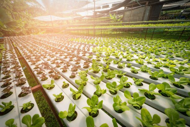 istock Green hydroponic organic salad vegetable in farm, Thailand. Selective focus 1051357194