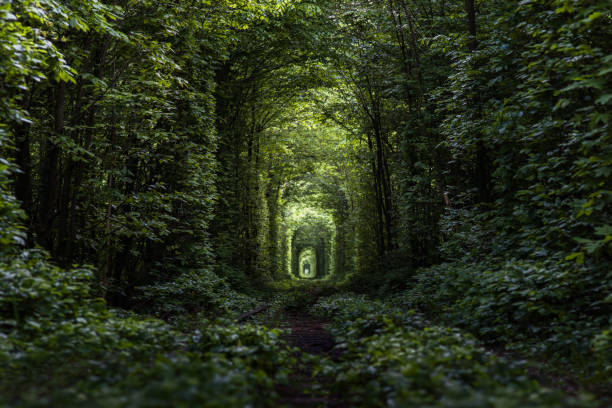 tunnel of love - ukraine nature imagens e fotografias de stock