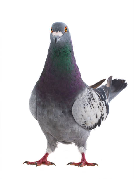 istock gray shtihel dove isolated on white 1051360492