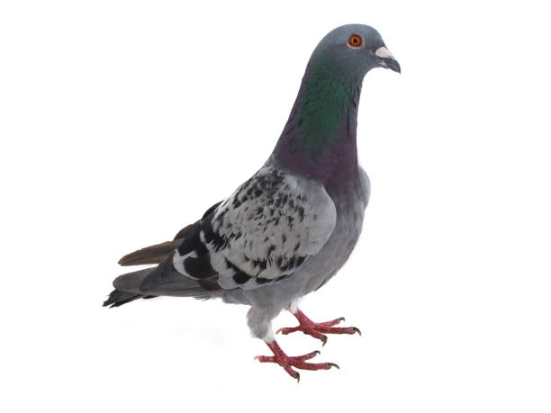 istock gray shtihel dove isolated on white 1051360566