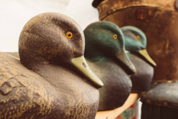 leurres de statues dans une rangée de canards - decoy photos et images de collection