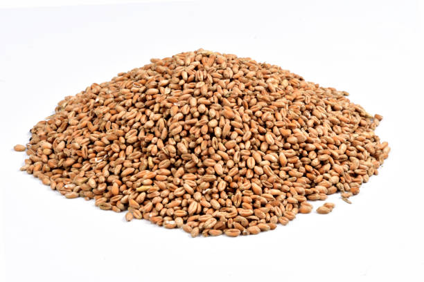 nahaufnahme von einer textur-weizen - wheat whole wheat close up corn on the cob stock-fotos und bilder