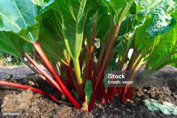 Rhubarb Stock Photo - Download Image Now - Rhubarb, Close-up, Leaf