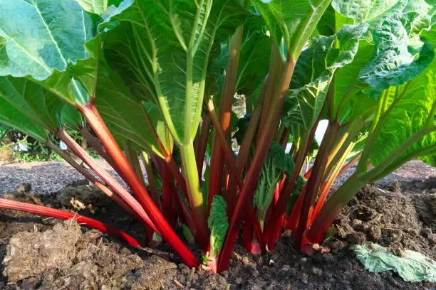 Rhubarb growing in garden in spring.